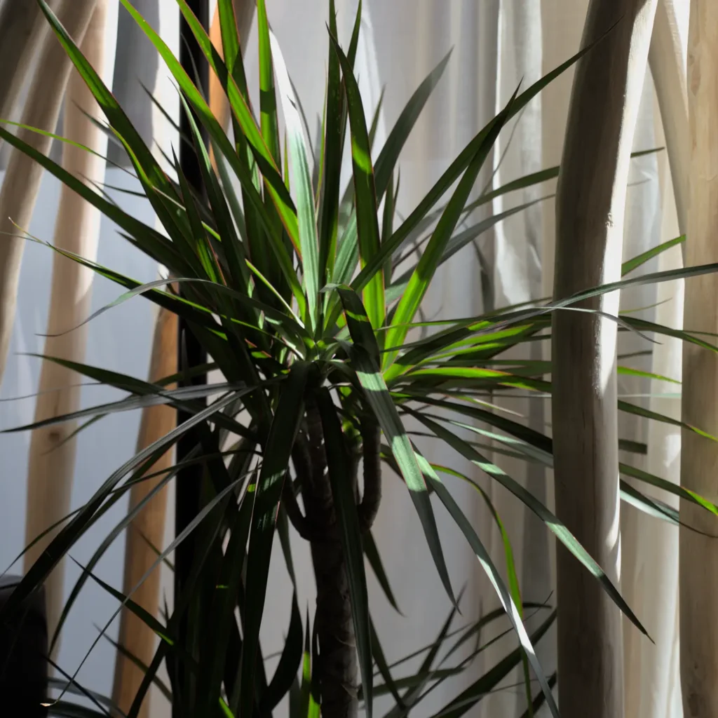 Plantes naturelles dans le studio Details Pilates pour une atmosphère apaisante